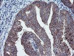 PECI Antibody in Immunohistochemistry (Paraffin) (IHC (P))