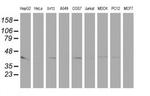 PECI Antibody in Western Blot (WB)