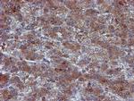 Iduronate 2 Sulfatase Antibody in Immunohistochemistry (Paraffin) (IHC (P))