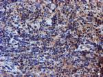 Iduronate 2 Sulfatase Antibody in Immunohistochemistry (Paraffin) (IHC (P))