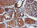 Iduronate 2 Sulfatase Antibody in Immunohistochemistry (Paraffin) (IHC (P))