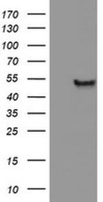 C20orf3 Antibody in Western Blot (WB)