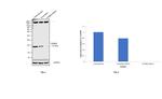 PSMB9 Antibody in Western Blot (WB)