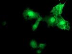 MIER2 Antibody in Immunocytochemistry (ICC/IF)