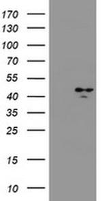 HSD17B2 Antibody in Western Blot (WB)