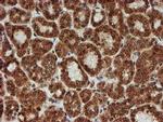 CRYZL1 Antibody in Immunohistochemistry (Paraffin) (IHC (P))