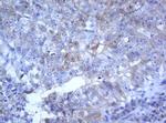 SELENBP1 Antibody in Immunohistochemistry (Paraffin) (IHC (P))