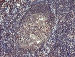 ACBD3 Antibody in Immunohistochemistry (Paraffin) (IHC (P))