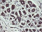 COMMD1 Antibody in Immunohistochemistry (Paraffin) (IHC (P))