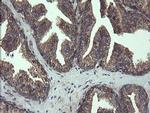 COMMD1 Antibody in Immunohistochemistry (Paraffin) (IHC (P))