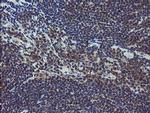 COMMD1 Antibody in Immunohistochemistry (Paraffin) (IHC (P))