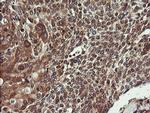 COMMD1 Antibody in Immunohistochemistry (Paraffin) (IHC (P))