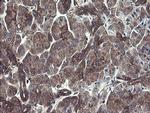 COMMD1 Antibody in Immunohistochemistry (Paraffin) (IHC (P))