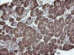 ERp57 Antibody in Immunohistochemistry (Paraffin) (IHC (P))