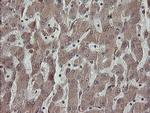 ERp57 Antibody in Immunohistochemistry (Paraffin) (IHC (P))