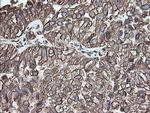 ERp57 Antibody in Immunohistochemistry (Paraffin) (IHC (P))