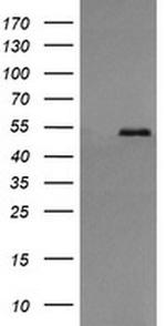 ERp57 Antibody in Western Blot (WB)