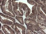 LEPRE1 Antibody in Immunohistochemistry (Paraffin) (IHC (P))