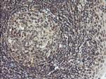 LEPRE1 Antibody in Immunohistochemistry (Paraffin) (IHC (P))