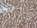 LEPRE1 Antibody in Immunohistochemistry (Paraffin) (IHC (P))