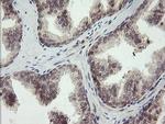 LEPRE1 Antibody in Immunohistochemistry (Paraffin) (IHC (P))