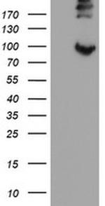 LEPRE1 Antibody in Western Blot (WB)