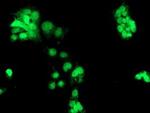 CHN1 Antibody in Immunocytochemistry (ICC/IF)