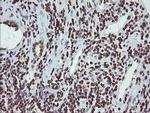 CHN1 Antibody in Immunohistochemistry (Paraffin) (IHC (P))