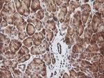 RIOK2 Antibody in Immunohistochemistry (Paraffin) (IHC (P))