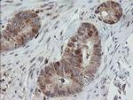 MRPS34 Antibody in Immunohistochemistry (Paraffin) (IHC (P))