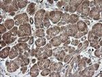 MRPS34 Antibody in Immunohistochemistry (Paraffin) (IHC (P))