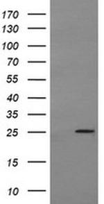 MRPS34 Antibody in Western Blot (WB)