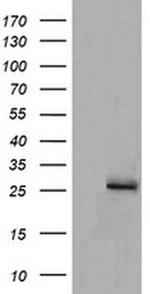 MRPS34 Antibody in Western Blot (WB)