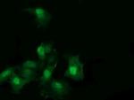 RAB30 Antibody in Immunocytochemistry (ICC/IF)