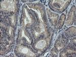 RAB30 Antibody in Immunohistochemistry (Paraffin) (IHC (P))