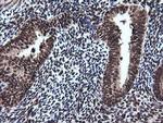 RAB30 Antibody in Immunohistochemistry (Paraffin) (IHC (P))