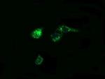 PTGES2 Antibody in Immunocytochemistry (ICC/IF)