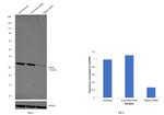 PTGES2 Antibody