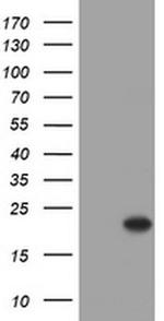 Alpha A Crystallin Antibody in Western Blot (WB)