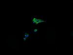 Alpha A Crystallin Antibody in Immunocytochemistry (ICC/IF)