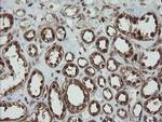 PGD Antibody in Immunohistochemistry (Paraffin) (IHC (P))