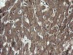 RhoJ Antibody in Immunohistochemistry (Paraffin) (IHC (P))