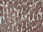 TRAPPC4 Antibody in Immunohistochemistry (Paraffin) (IHC (P))