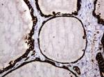 POGK Antibody in Immunohistochemistry (Paraffin) (IHC (P))