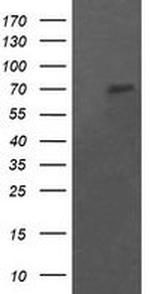 POGK Antibody in Western Blot (WB)