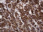 POGK Antibody in Immunohistochemistry (Paraffin) (IHC (P))