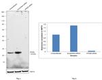 VPS28 Antibody in Western Blot (WB)