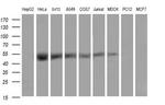 TRMU Antibody in Western Blot (WB)