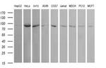 USP16 Antibody in Western Blot (WB)