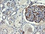 COPS6 Antibody in Immunohistochemistry (Paraffin) (IHC (P))